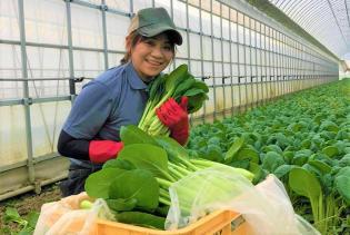 小松菜大量収穫です♪