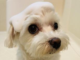 小型犬のトリマー