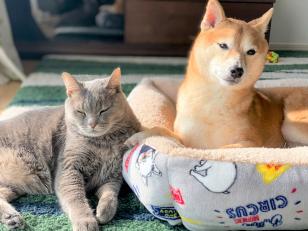 動物病院へペットサプリの営業