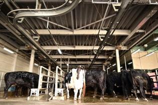 食肉卸売市場の牛洗浄作業員