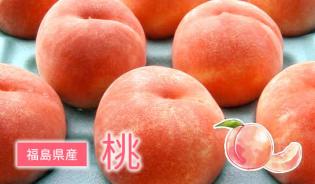 福島1番の桃を目指して日々頑張っています♪