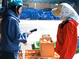 りんご専門卸売市場の荷受作業員