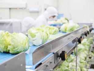 野菜のカット・加工、その他補助業務（時短勤務）