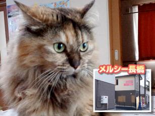 ケアスタッフ（住宅型有料老人ホーム）