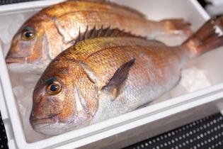 鮮魚加工・配送