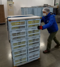 倉庫内作業/短期の保冷剤移動スタッフ