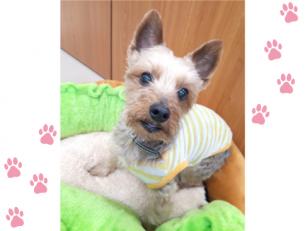 看板犬(葉月)もお待ちしております！