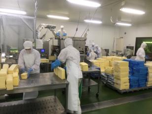 チーズ製造のライン作業