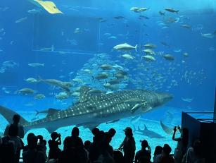 ２０２６年 社員旅行 沖縄美ら海水族館にて
